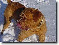 Dogue de Bordeaux