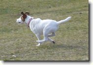 Fox Terrier Smooth