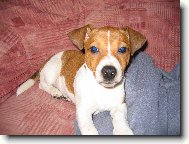 Jack Russell Terrier