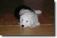 Old English Sheepdog