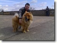 Chow Chow