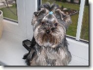 Jorkrsk terier, Yorkshire Terrier,