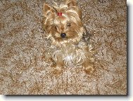 Jorkrsk terier, Yorkshire Terrier,