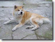 Japanese akita \\\\\(Dog standard\\\\\)