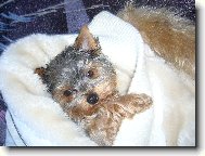 Jorkrsk terier, Yorkshire Terrier,