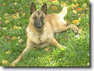 Belgian shepherd malinois \\\\\(Dog standard\\\\\)