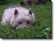 West Highland White Terrier