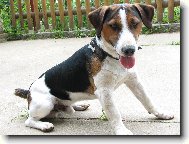 Jack Russell Terrier