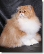 Persian cat