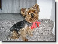 Jorkrsk terier, Yorkshire Terrier,