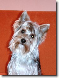 Jorkrsk terier, Yorkshire Terrier,