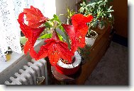 Hippeastrum