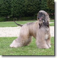 Afghan Hound