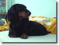 Dachshund