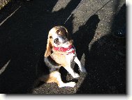 Beagle