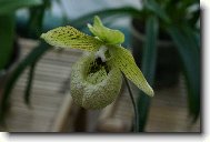 Paphiopedilum