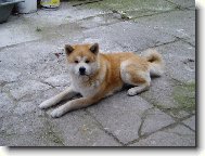 Japanese akita \\\\\(Dog standard\\\\\)