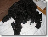 Black Russian Terrier