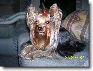 Jorkrsk terier, Yorkshire Terrier,