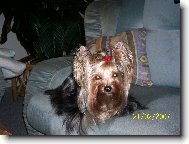 Jorkrsk terier, Yorkshire Terrier,