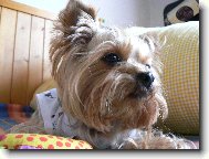 Jorkrsk terier, Yorkshire Terrier,