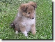 Shetland Sheepdog