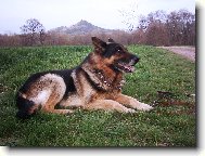 German Shepherd Dog