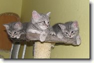 British shorthairs cat