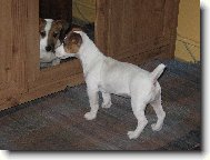 Jack Russell Terrier