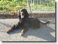 Scotch Setter, Gordon Setter