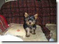 Jorkrsk terier, Yorkshire Terrier,