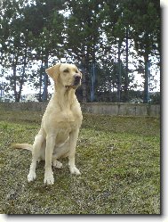 Labrador Retriever