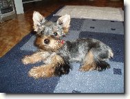 Jorkrsk terier, Yorkshire Terrier,