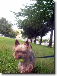 Jorkrsk terier, Yorkshire Terrier,