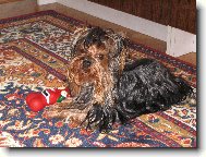 Jorkrsk terier, Yorkshire Terrier,