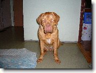 Dogue de Bordeaux