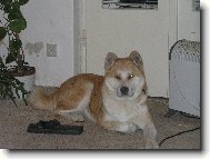 Japanese akita \\\\\\\\\\\\\\\\\\\\\(Dog standard\\\\\\\\\\\\\\\\\\\\\)