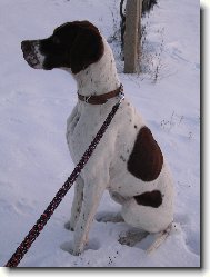 English Pointer