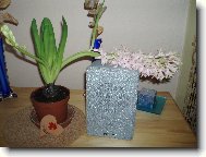 Hyacinthus  orientalis