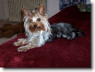 Jorkrsk terier, Yorkshire Terrier,