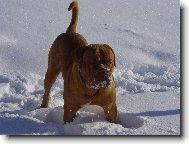 Dogue de Bordeaux