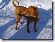 Dogue de Bordeaux