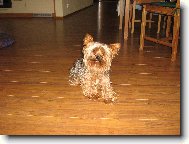 Jorkrsk terier, Yorkshire Terrier,