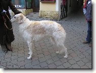 Borzoi  Russian Hunting Sighthound