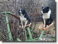 Border Collie