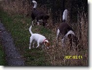 Jack Russell Terrier