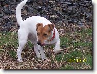 Jack Russell Terrier