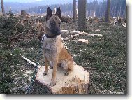 Belgian shepherd malinois \\\\\(Dog standard\\\\\)