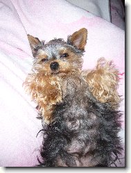 Jorkrsk terier, Yorkshire Terrier,