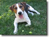 Jack Russell Terrier